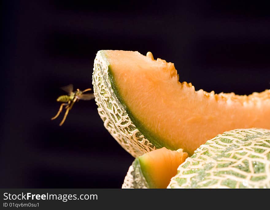 Wasp attempting a melon slice - black background. Wasp attempting a melon slice - black background