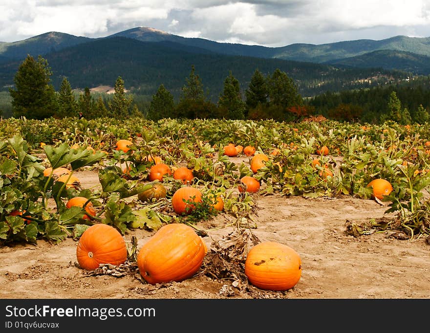 Field of pumpkins with mountains and clouds. Field of pumpkins with mountains and clouds