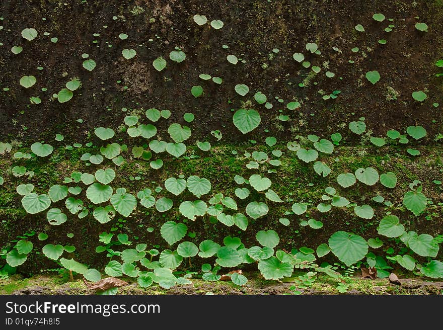 Small plants on mossy ground