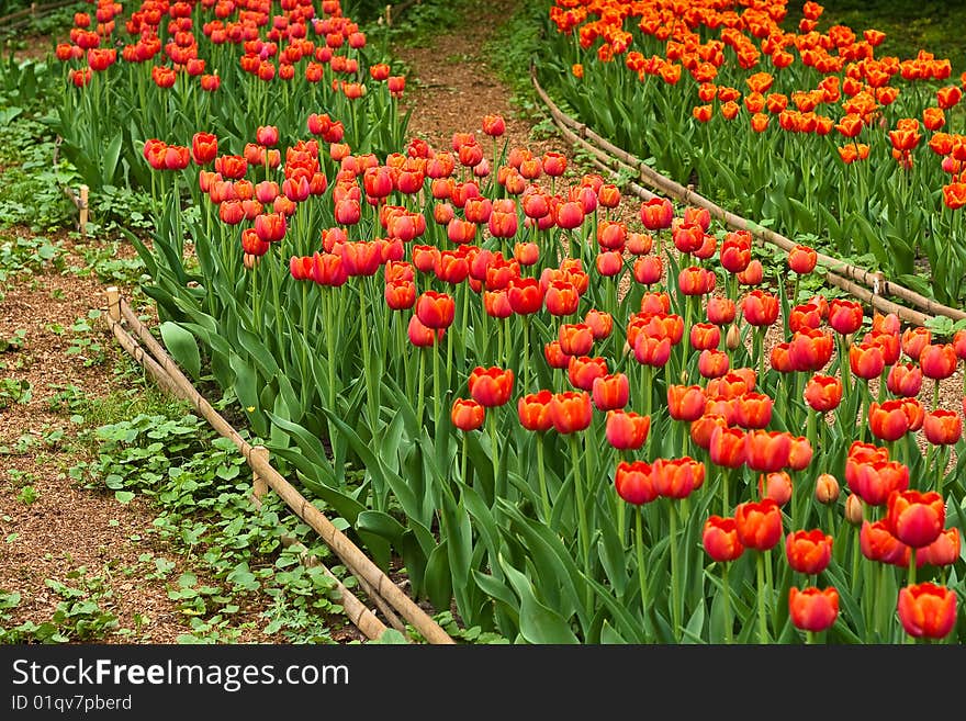 Row of red tulips in botanical gsrden. Row of red tulips in botanical gsrden