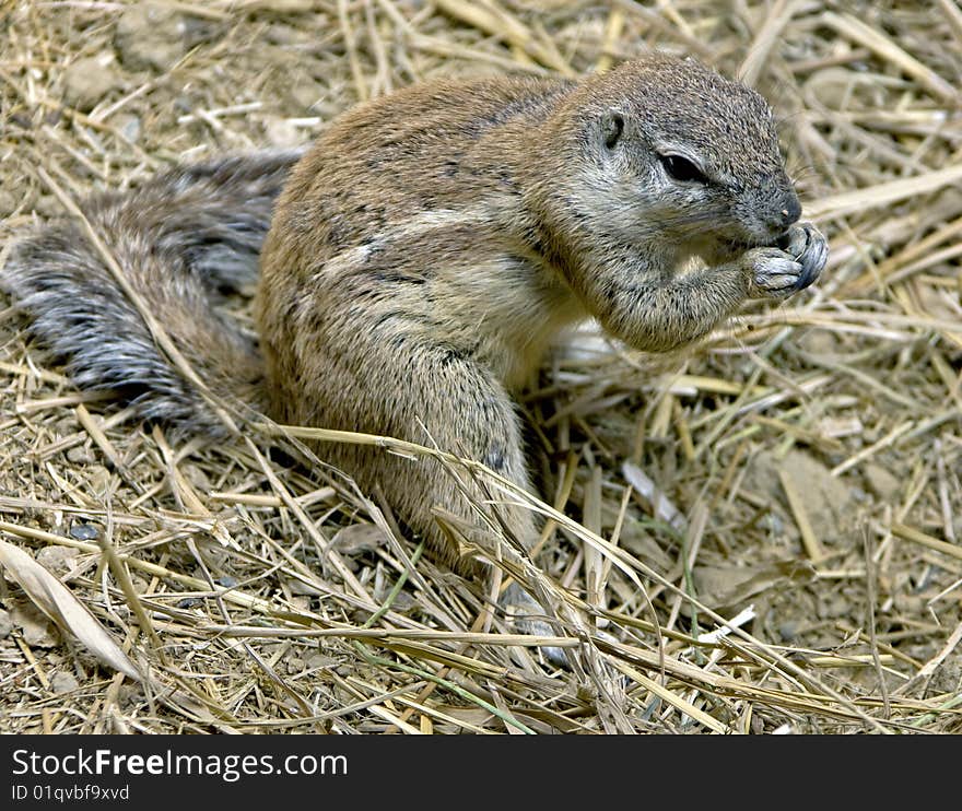 African ground squirrel 5