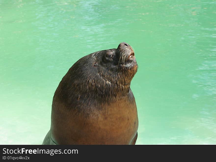 Sealion