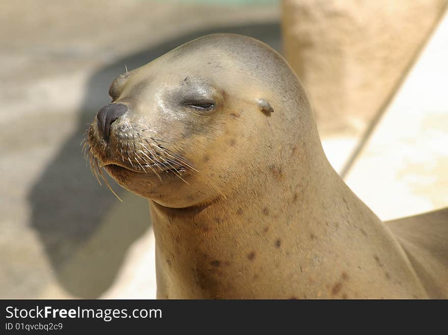 Young sealion