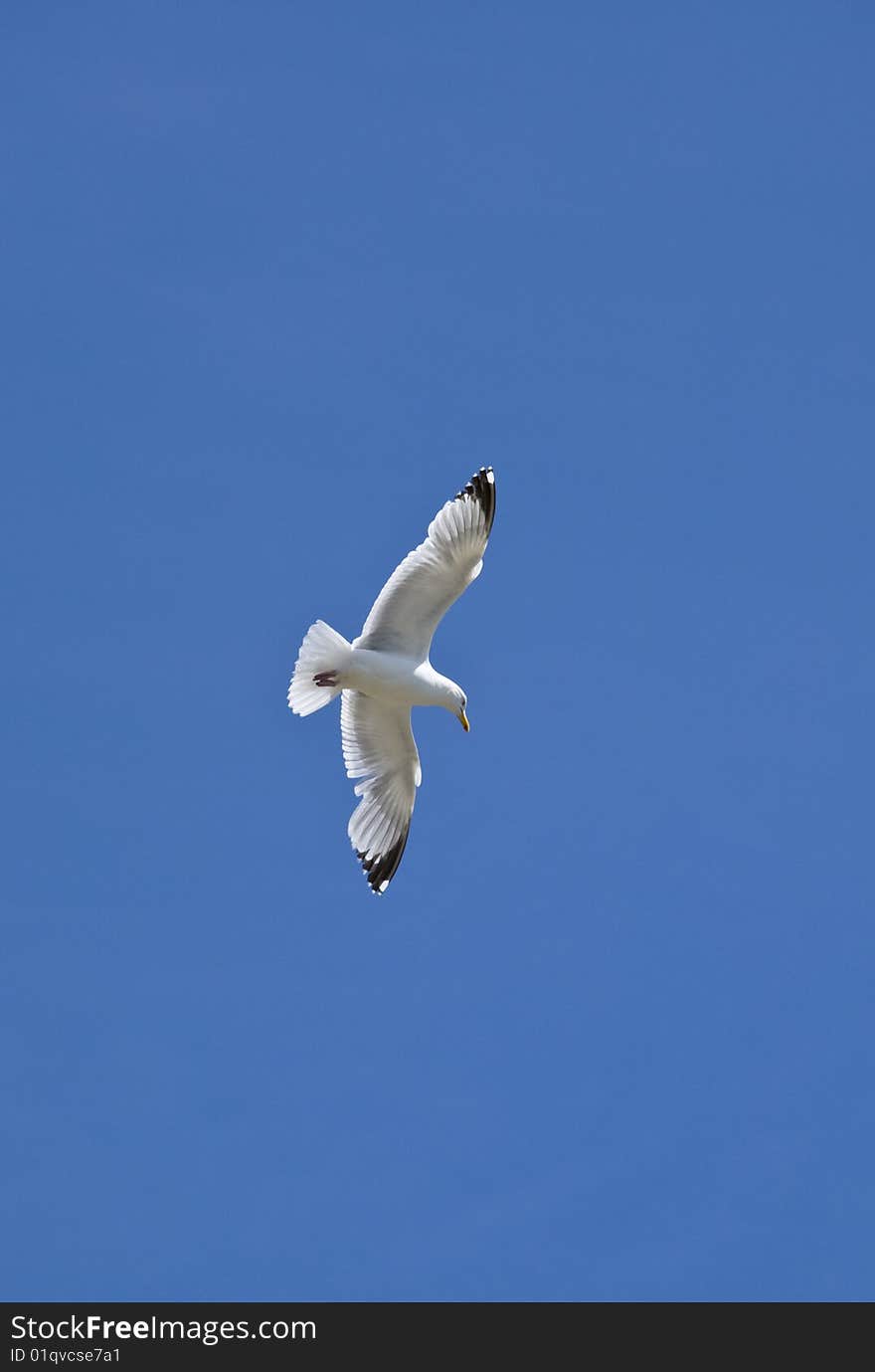 Seagull In Flight