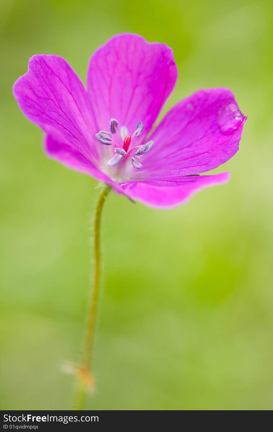 Beautiful geranium with dew drop .