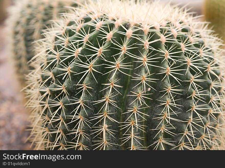 Tropical  cactus