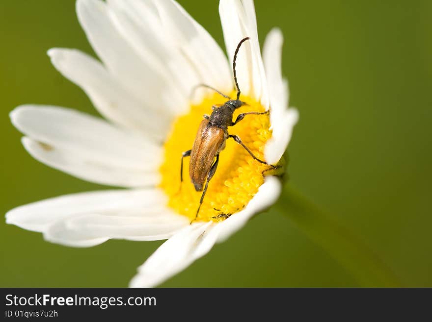 Beetle And Flower