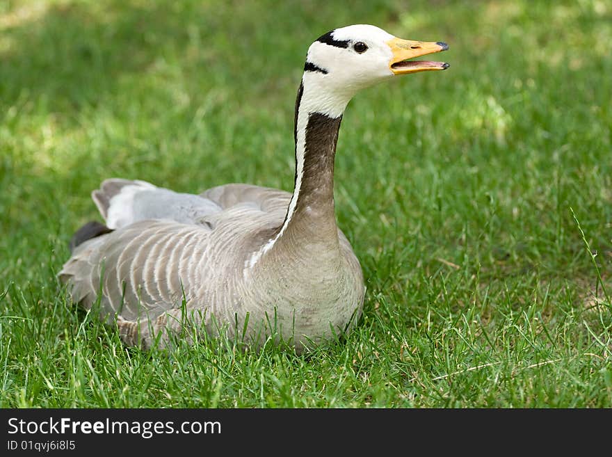 Portrait  goose