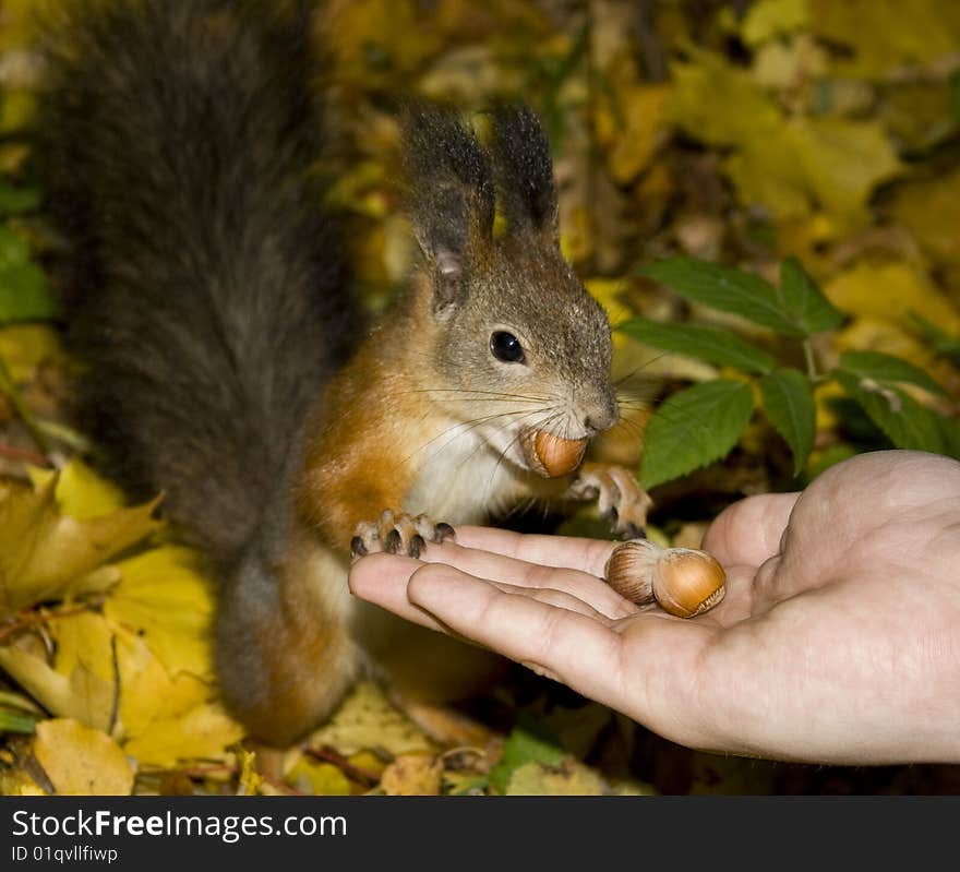 Squirrel takes a nut from hands of the man