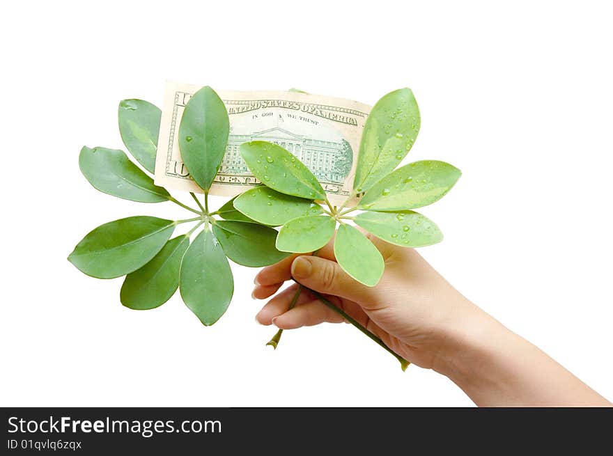 The Female Hand Holds Leaves And Dollar