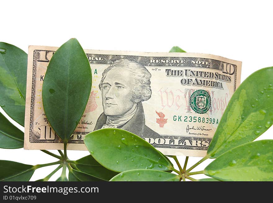 Green Leaves And Dollar On A White Background