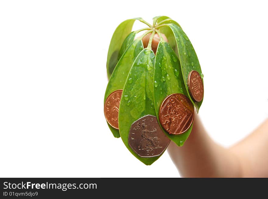 Female hand holds leave and a coin. Female hand holds leave and a coin