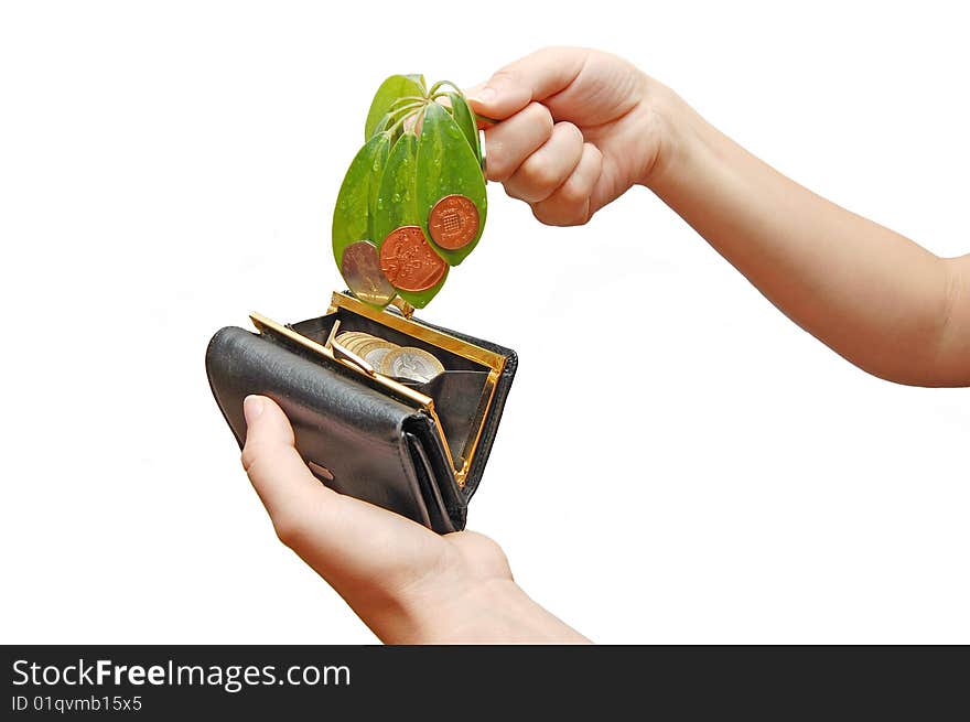 The Female Hand Holds Leaves And A Coins