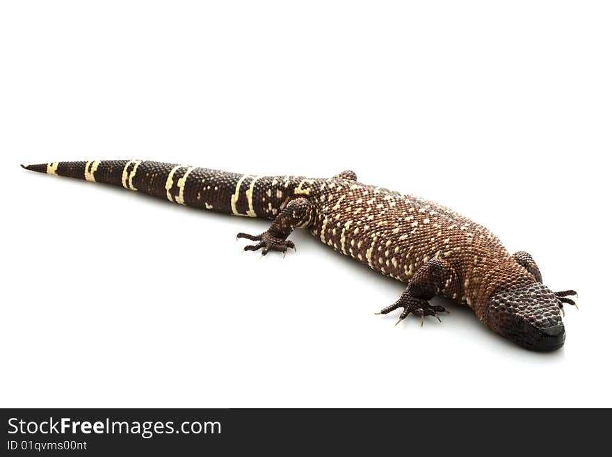 Mexican Beaded Lizard (Heloderma horridum) isolated on white background.