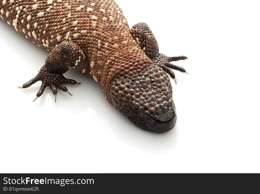 Mexican Beaded Lizard (Heloderma horridum) isolated on white background.