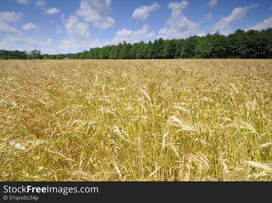 Summer field