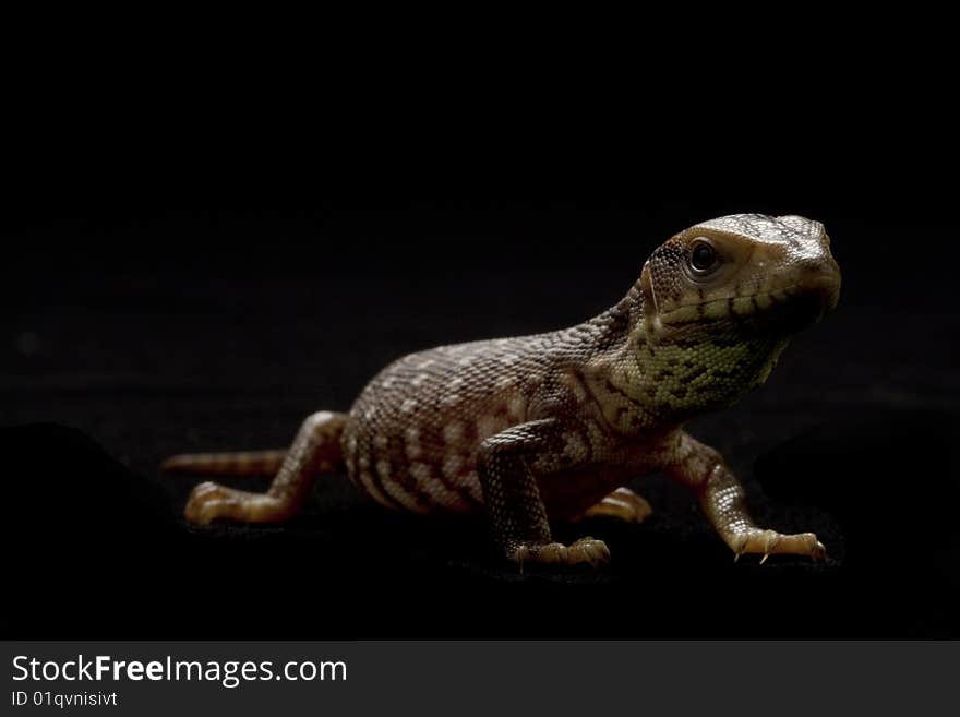 Juvenal savannah monitor