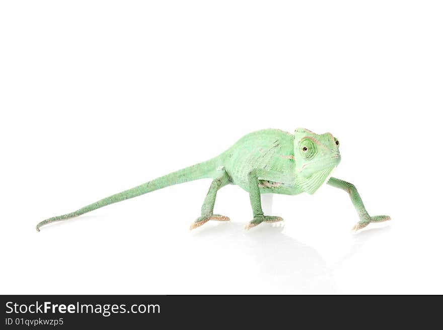 Veiled Chameleon