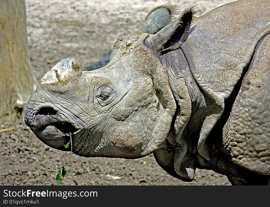 Great indian rhinoceros. Latin name - Rhinoceros unicornis. Great indian rhinoceros. Latin name - Rhinoceros unicornis