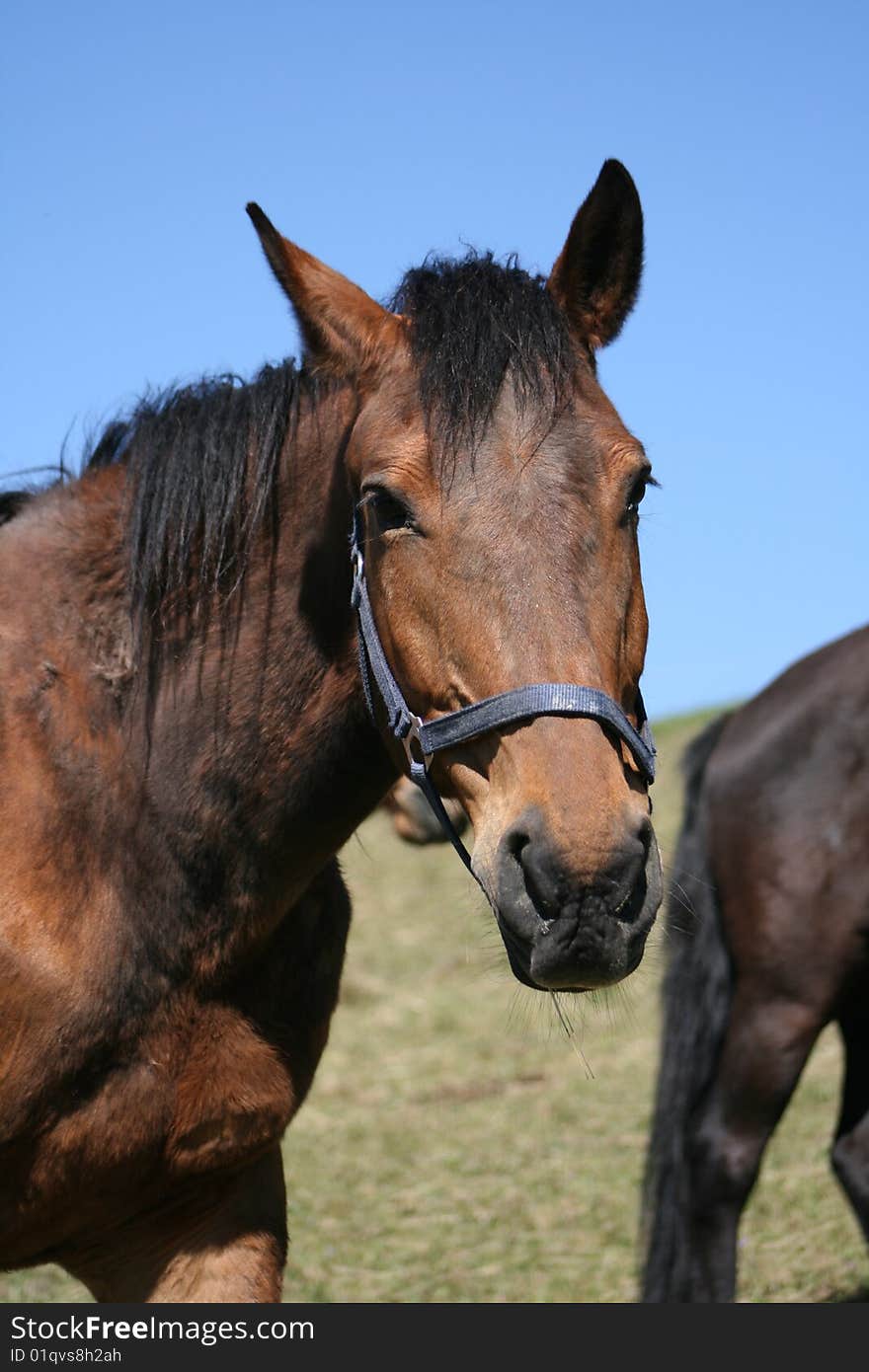 Head of the brown horse