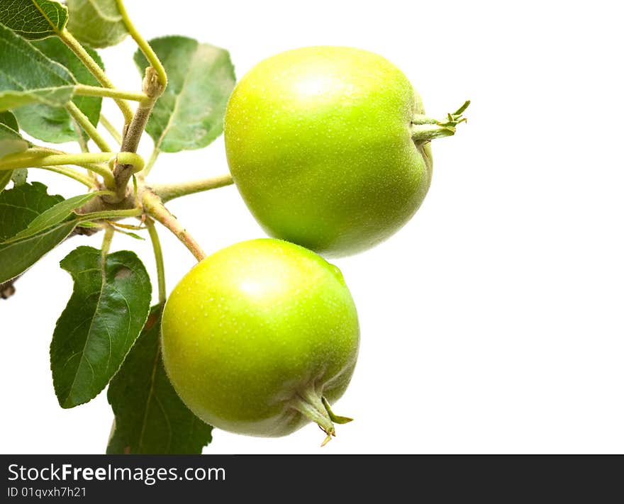 Apple green and green sheet in white background