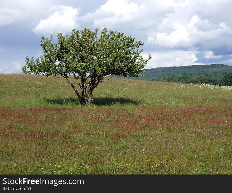 A tree in a summer field