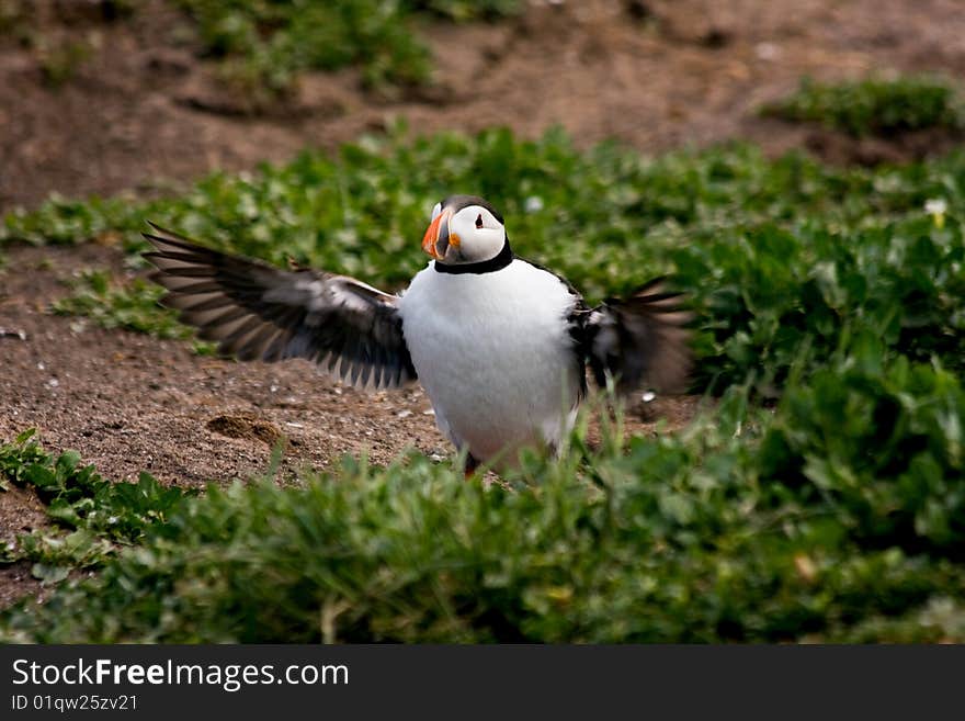 Puffin flapping its wings