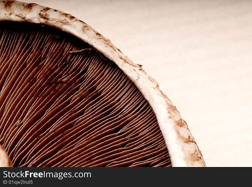 Macro of a portabella mushroom cap