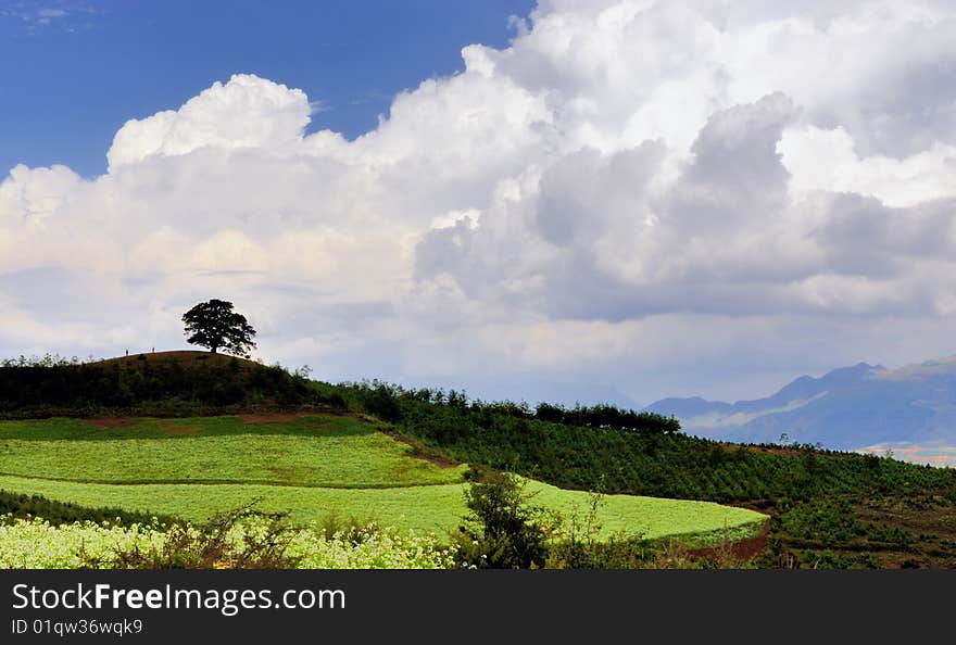 In the hills, in the clouds, the wind a tree stand.