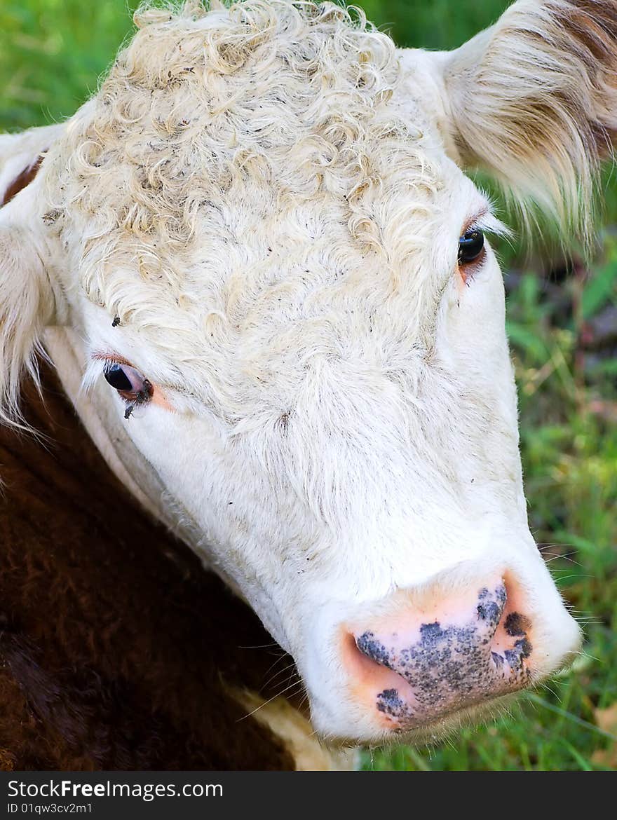 Cow