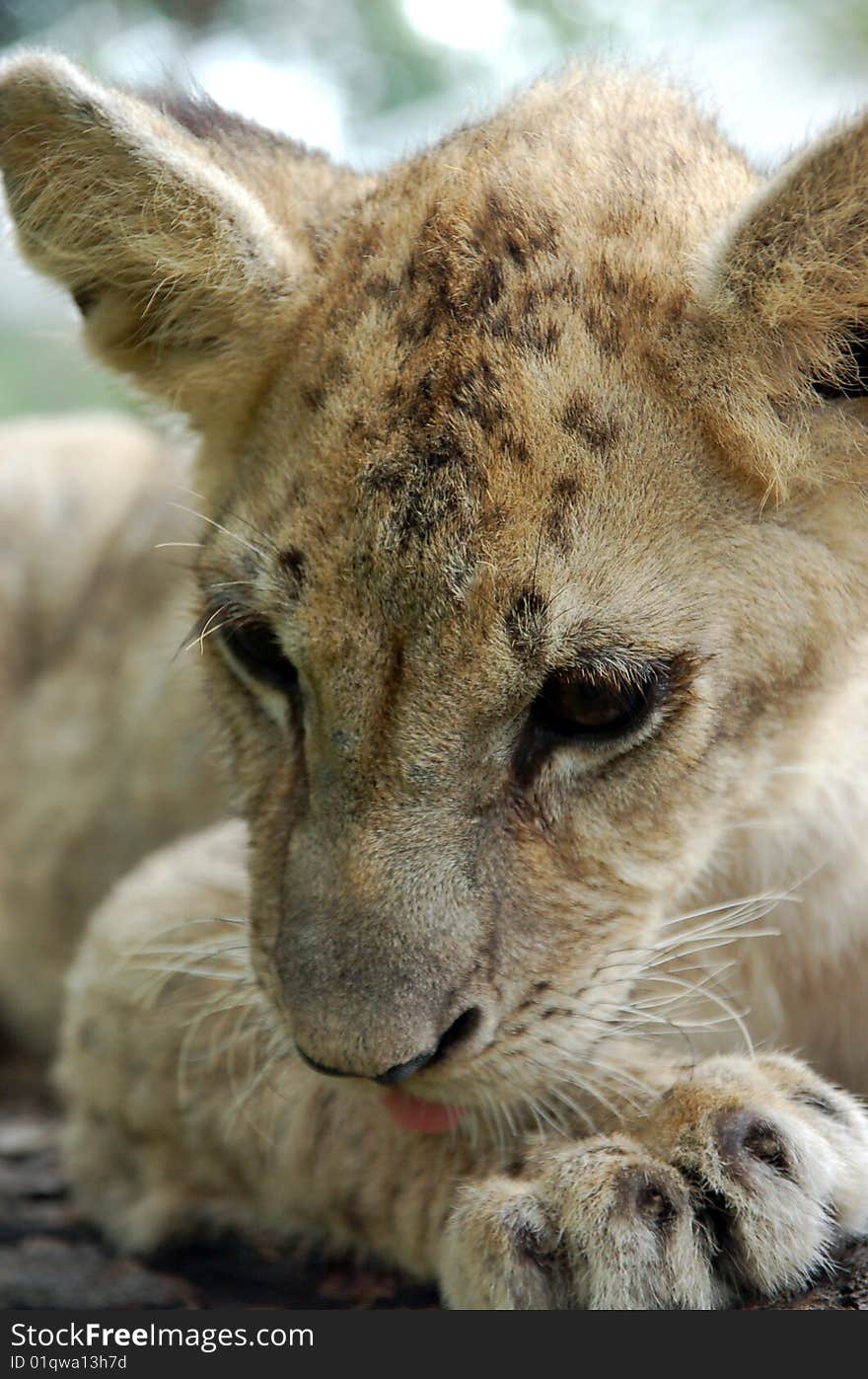 A little lion cub in Tiger Park in the mountains of Nothern Thailand.