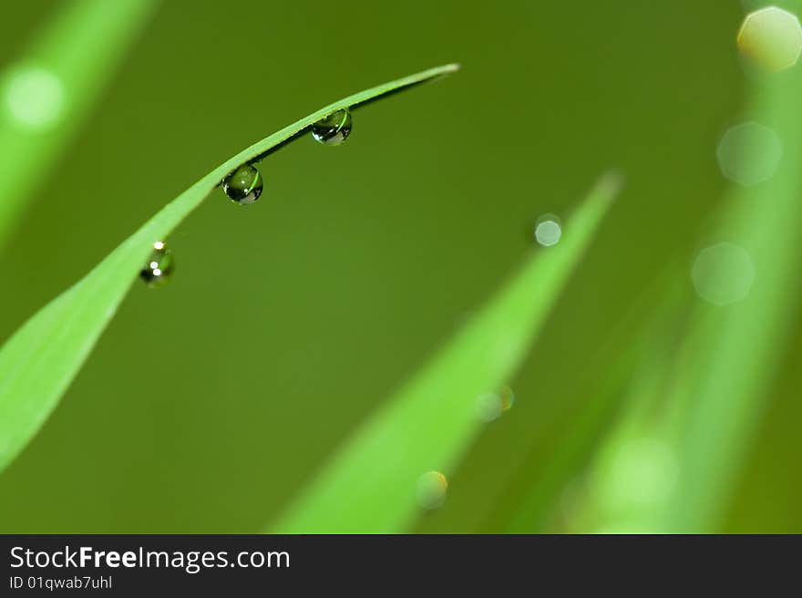 Leaf with dew