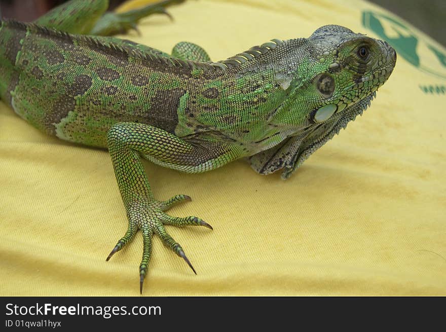 Pet Iguana over a textile