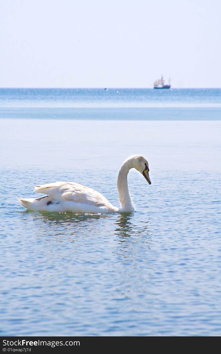 Swan On The Sea