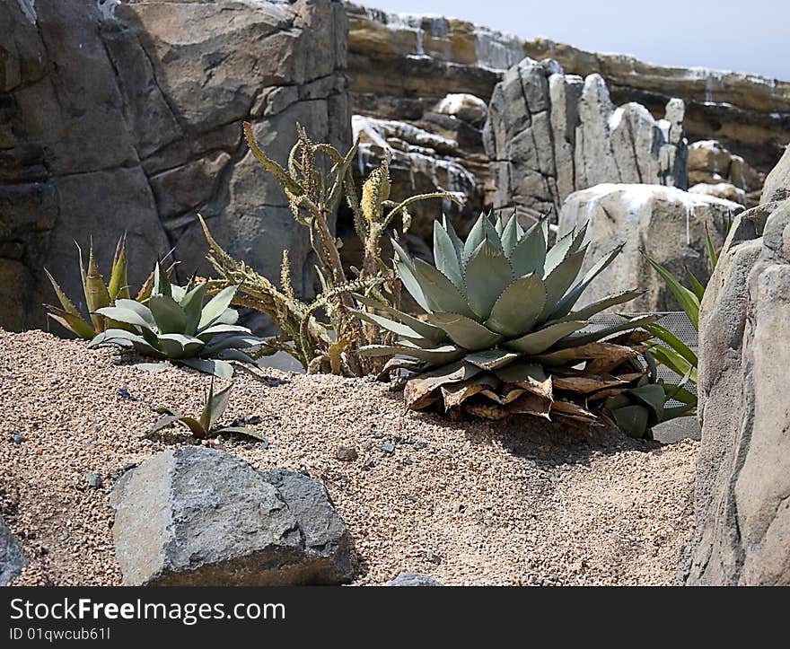 This photo shows a desert landscape with sand, cactus plants, rocks and aloes.