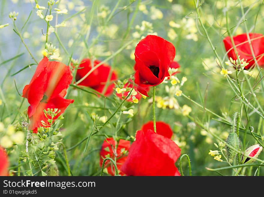 Red poppy in the grass.