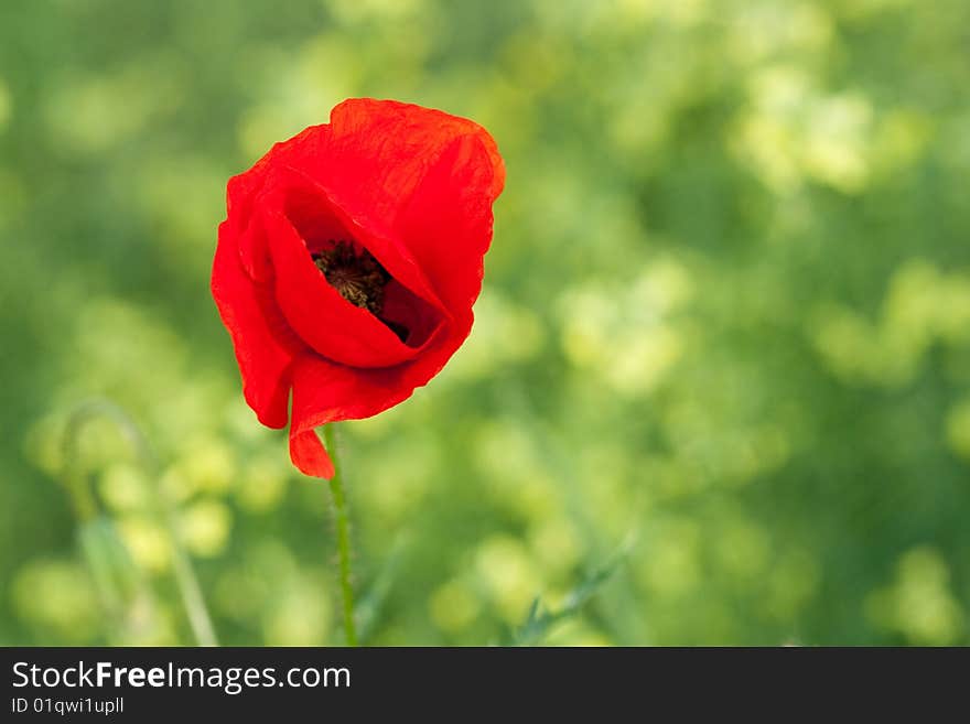 Red poppy in the grass.