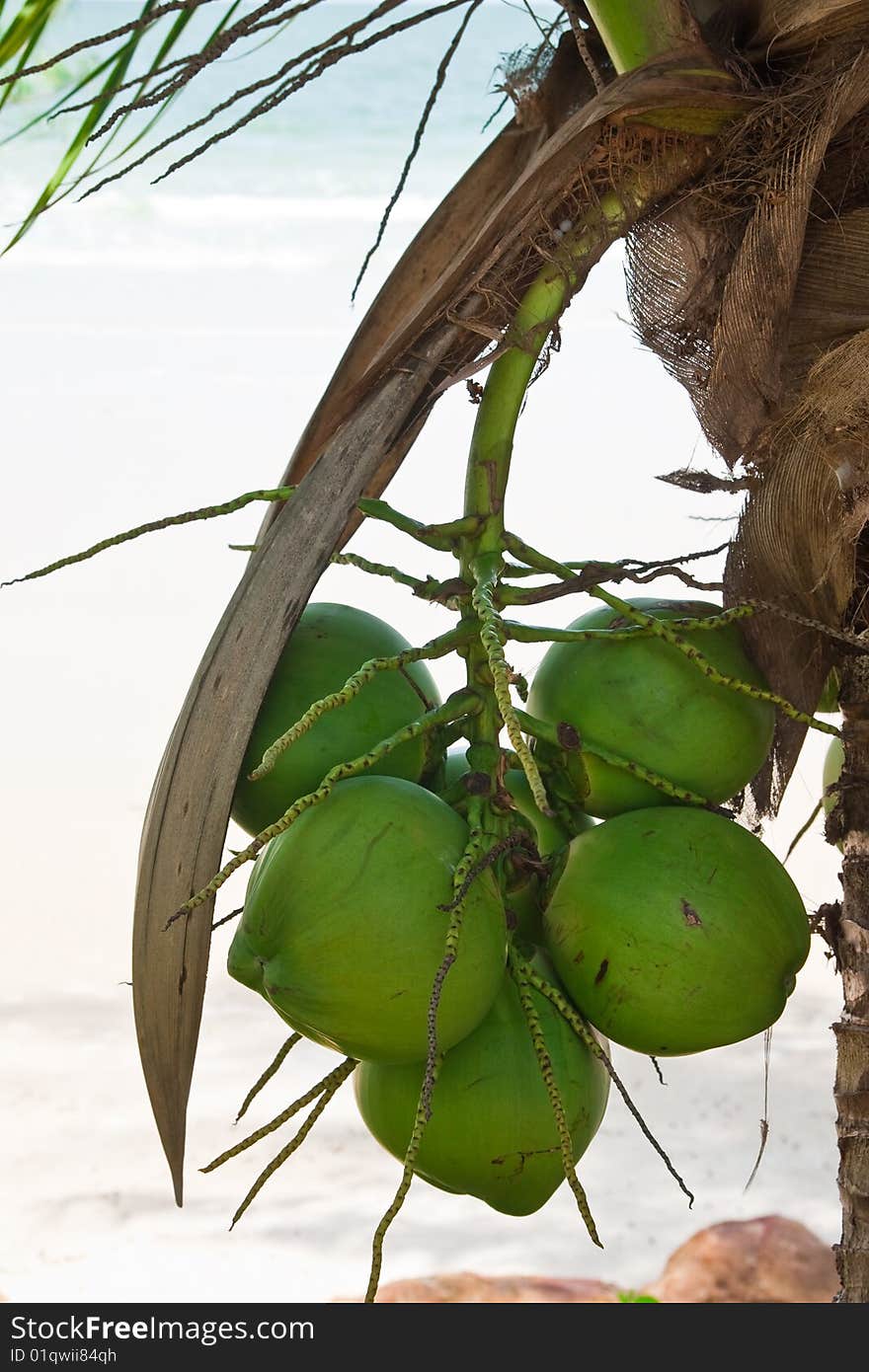 Coconut fruits near beach in eastern Thailand. Coconut fruits near beach in eastern Thailand