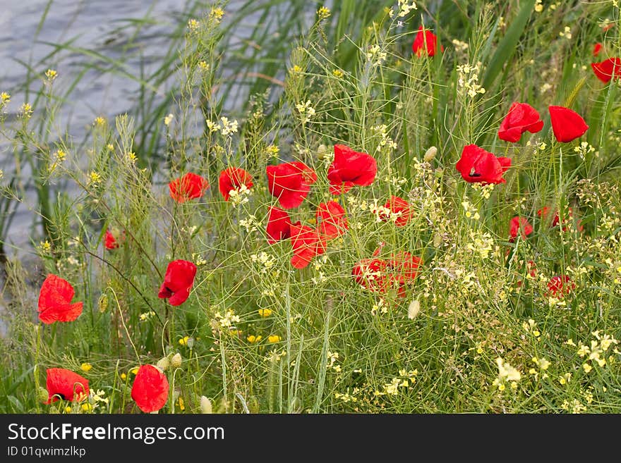 Poppies