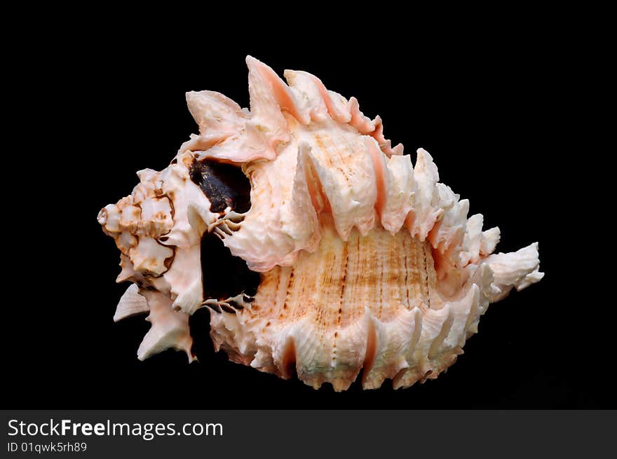 Conch SeaShell isolated on black