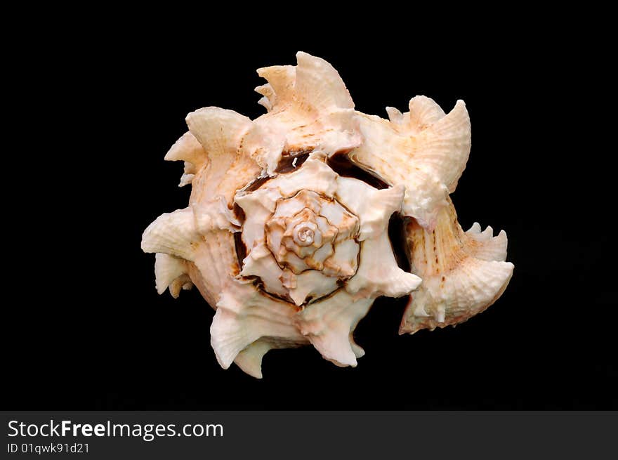 Conch SeaShell isolated on black