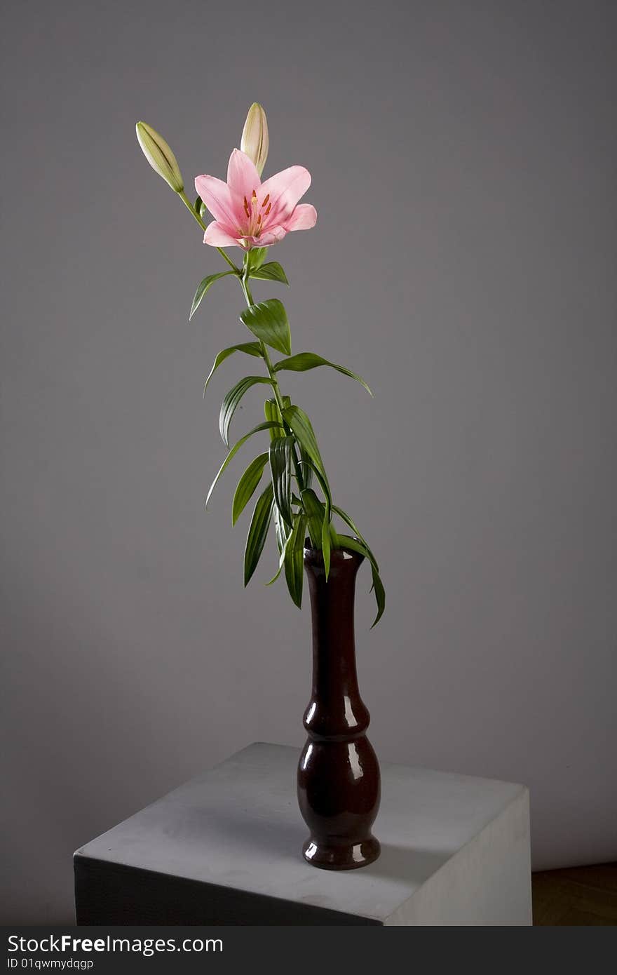 Pink lily