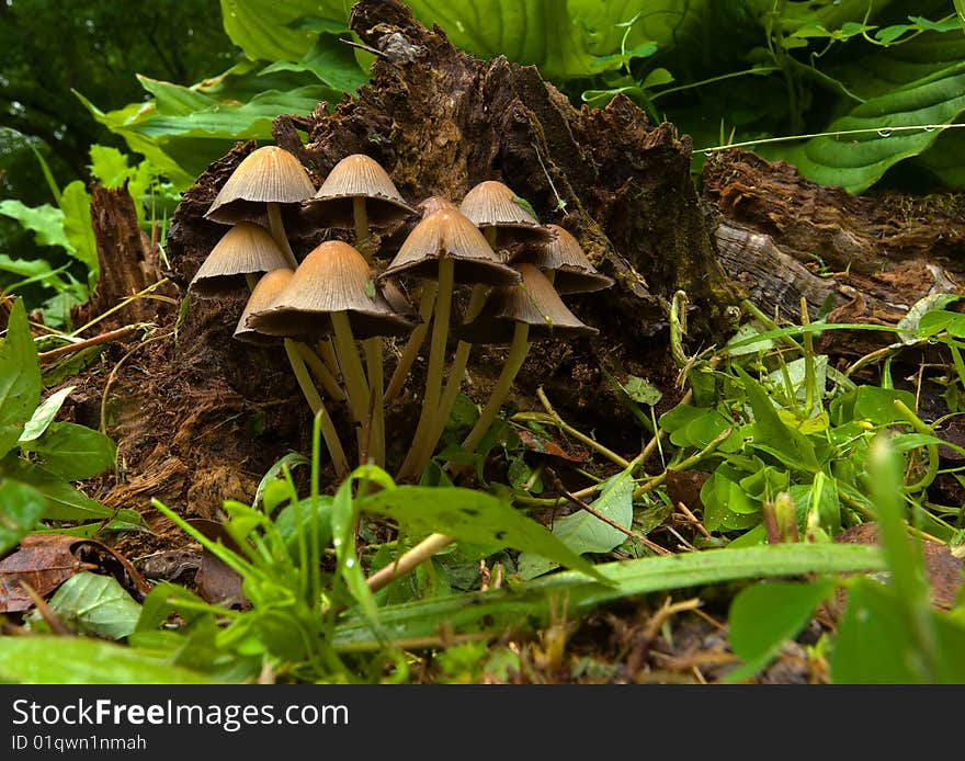 Mushroom group growing from tree stump