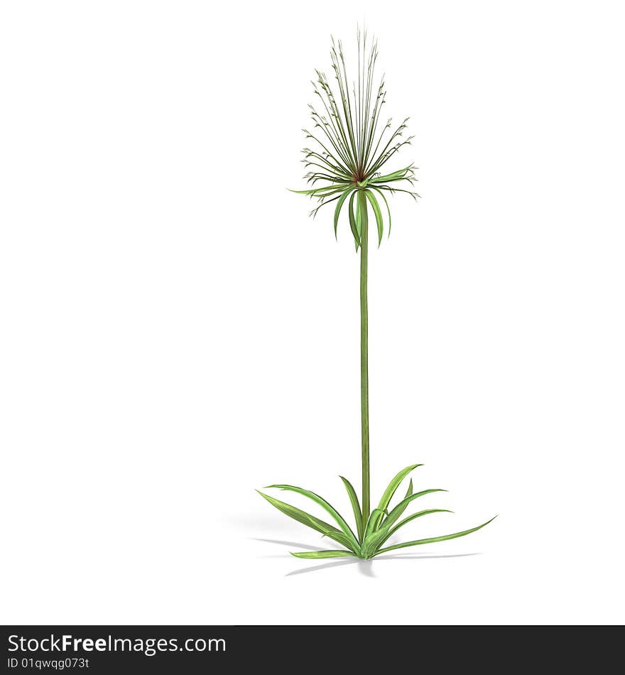 Papyrus bush. 3D render with clipping path and shadow over white