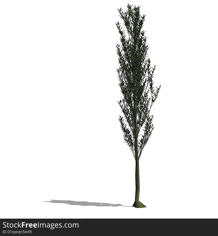 3D Render of a Tree with shadow and clipping path