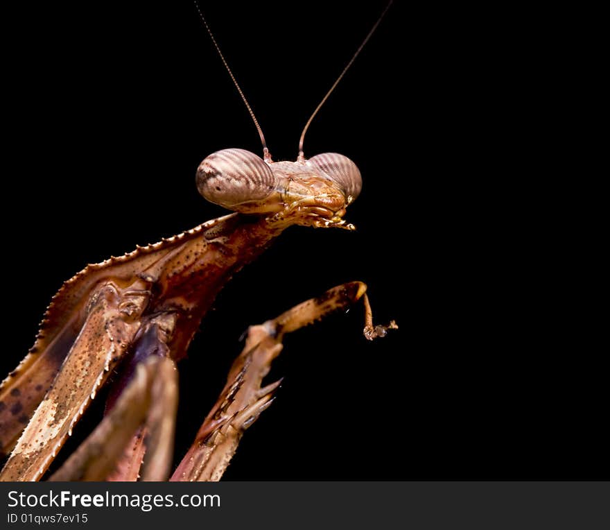 Peacock Praying Mantis