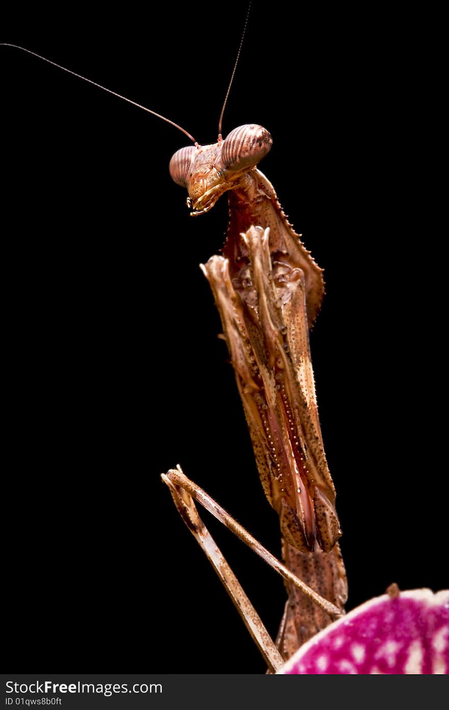 Peacock Praying Mantis