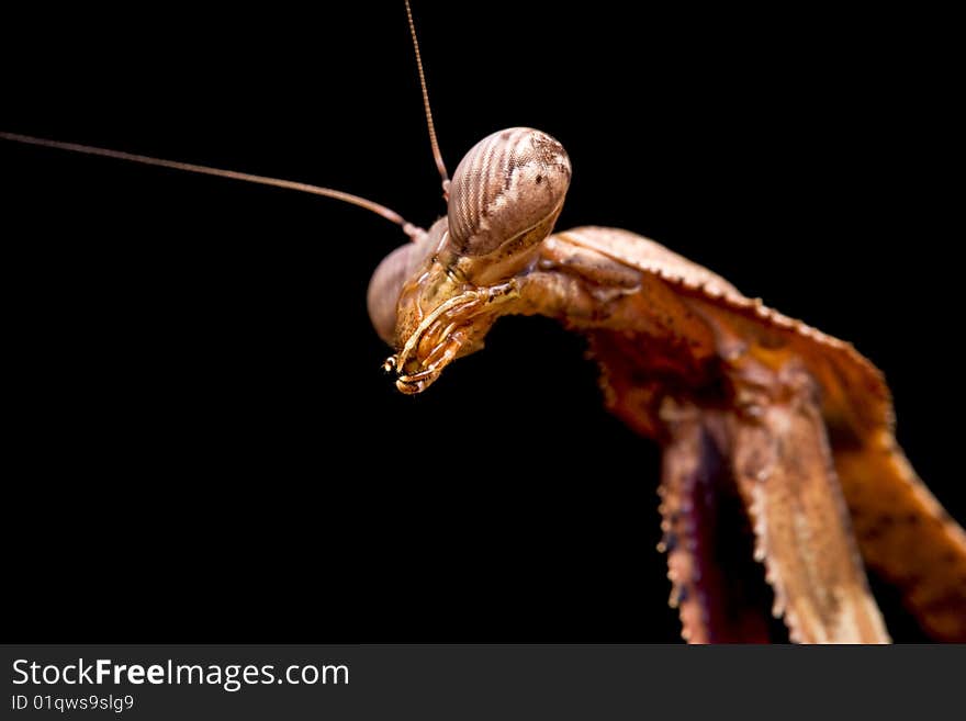 Peacock Praying Mantis