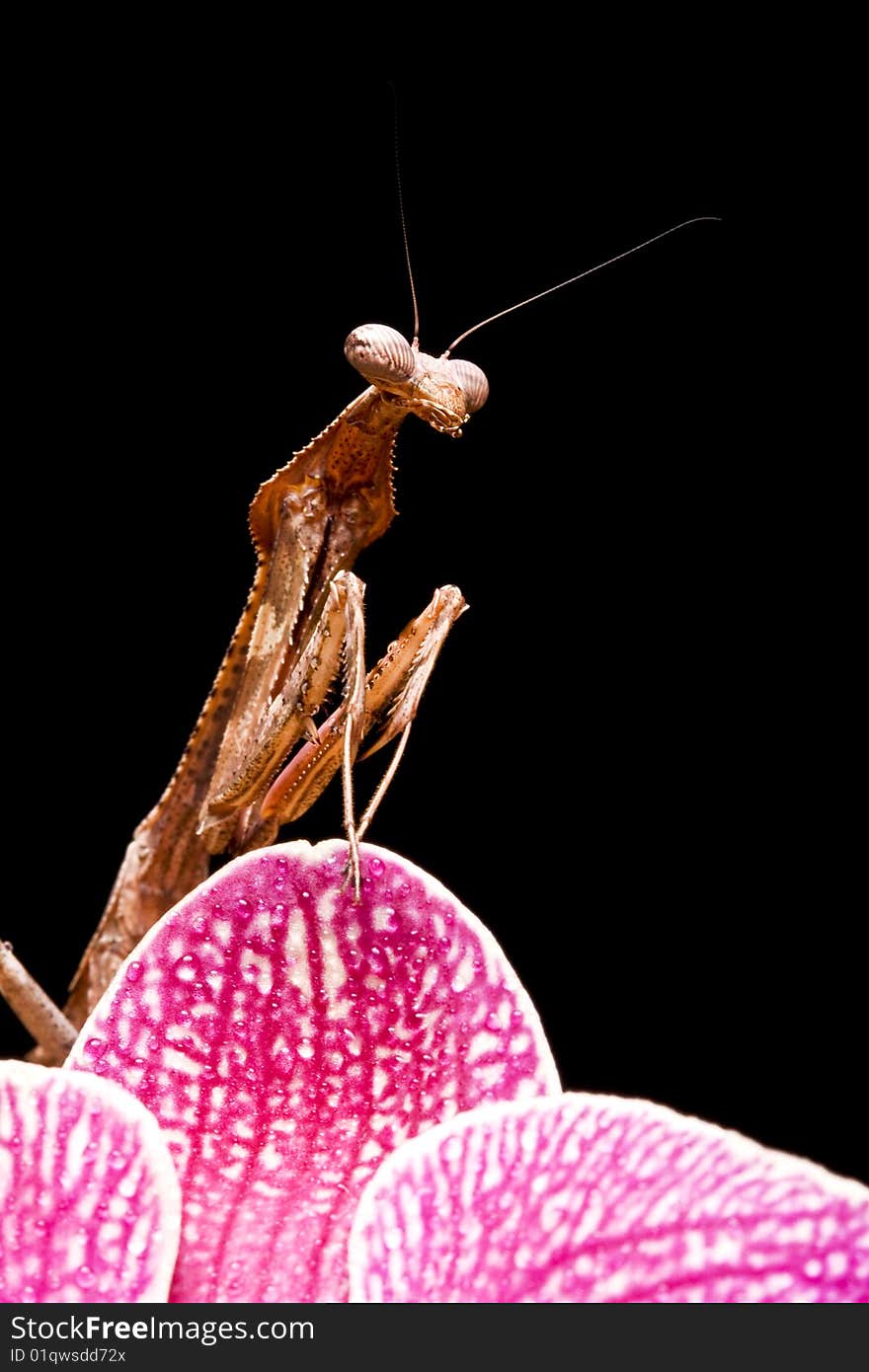 Peacock Praying Mantis