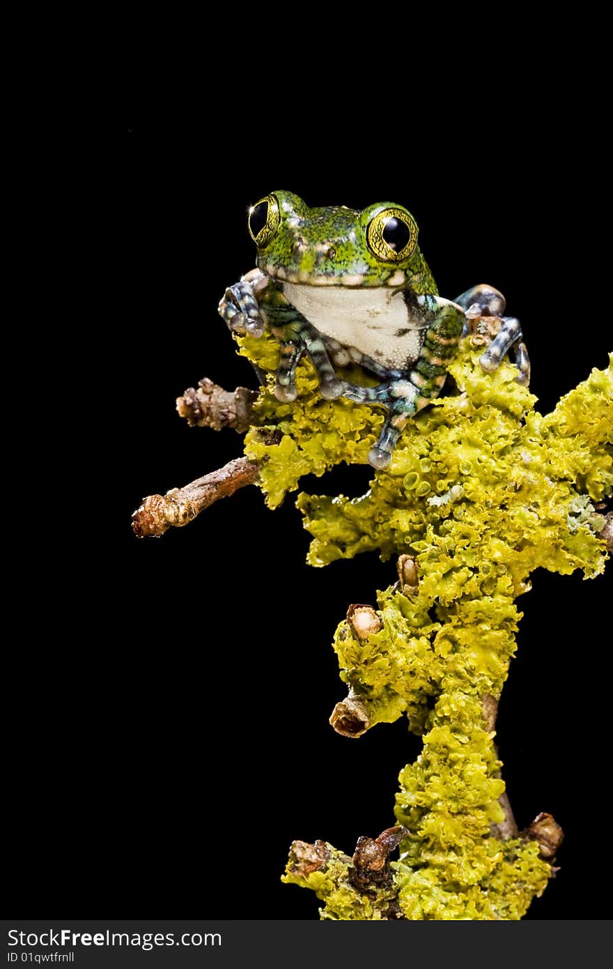 Peacock Tree Frog